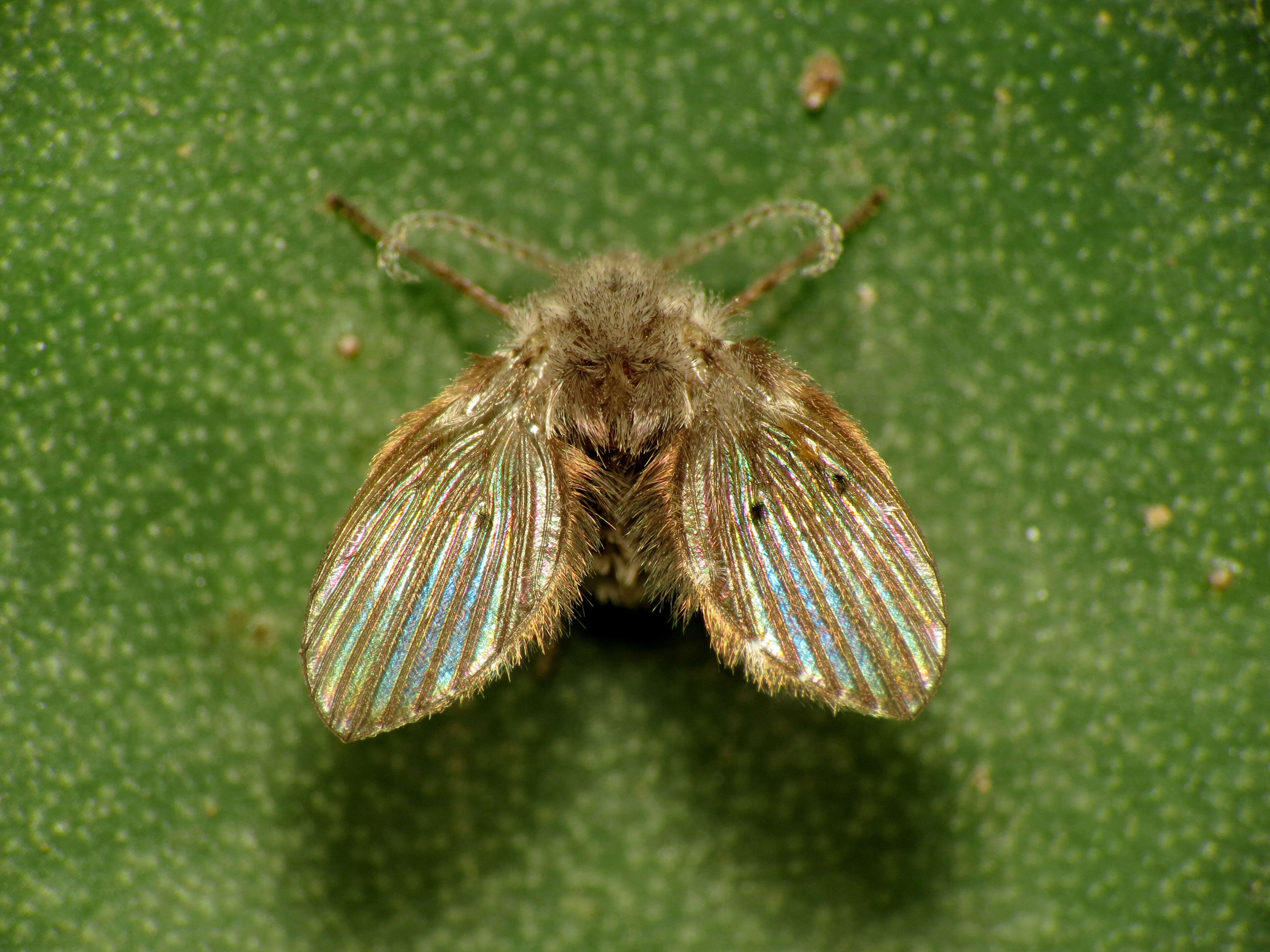 Image of Clogmia albipunctata