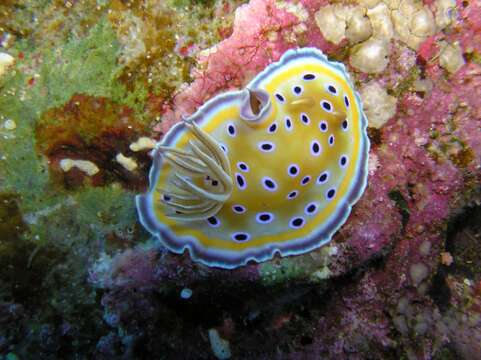 Image de Goniobranchus geminus (Rudman 1987)