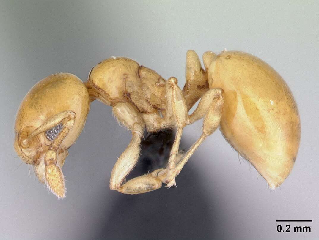 Imagem de Diaphoromyrma sofiae