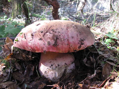 Imagem de Rubroboletus eastwoodiae (Murrill) Vasquez, Simonini, Svetasheva, Mikšík & Vizzini 2017