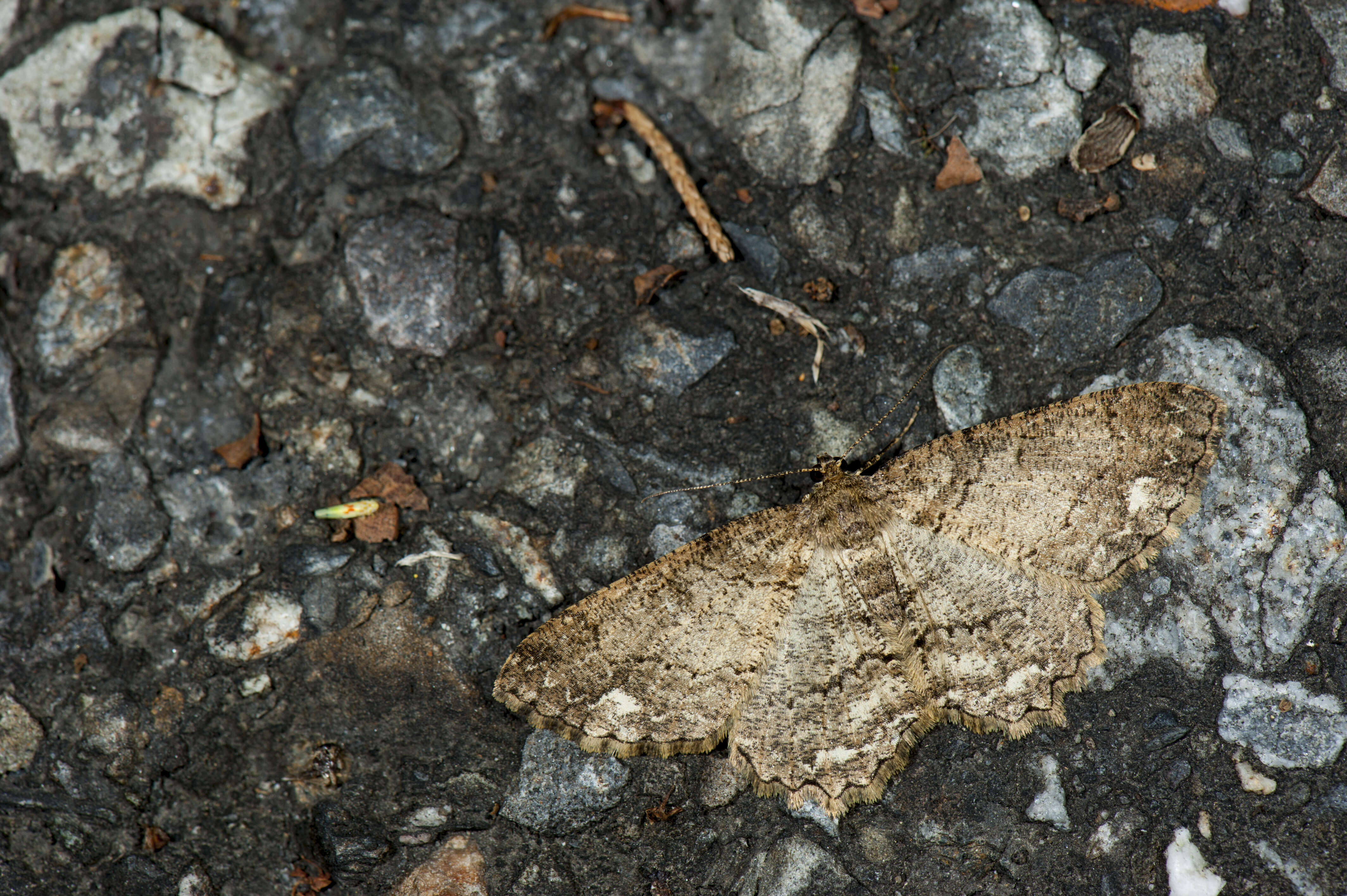 Image of Parectropis subflava Bastelberger 1909