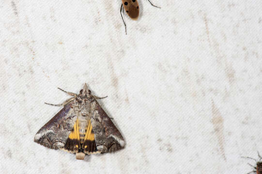 Image of Moth