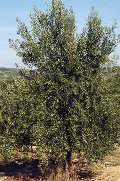 Image of olive tree