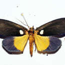 Image of Carpostalagma viridis Plötz 1880