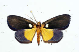 صورة Carpostalagma viridis Plötz 1880