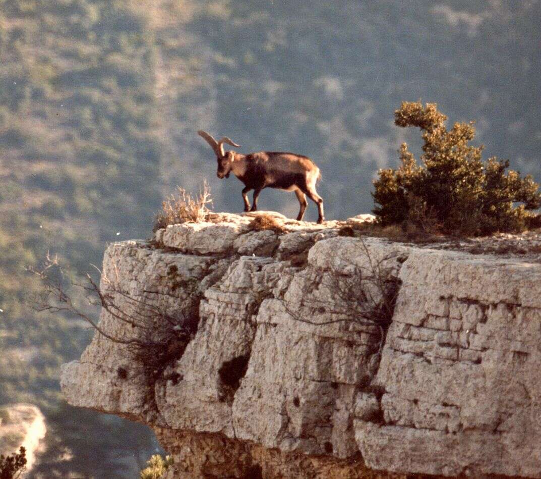 Plancia ëd Capra pyrenaica hispanica