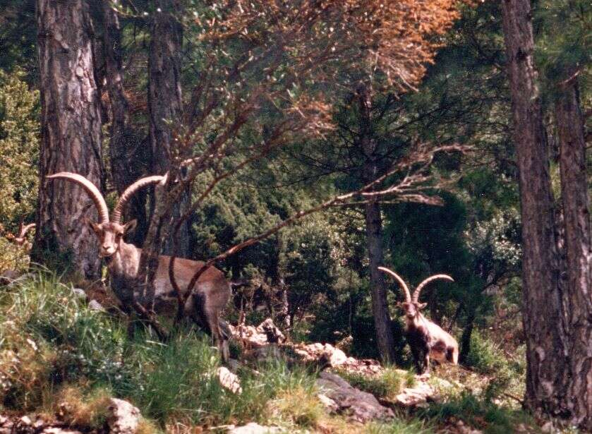 Plancia ëd Capra pyrenaica hispanica