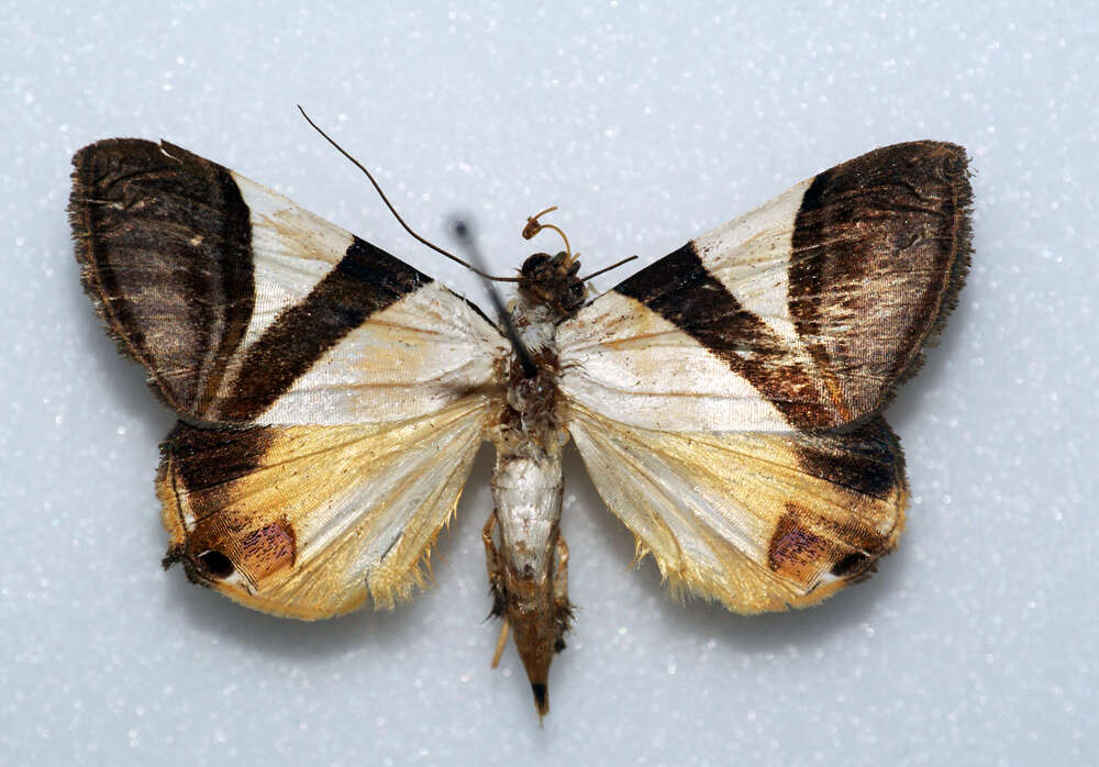 Image of Eulepidotis dominicata Guenée 1852