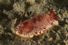 Image of Red-netted slug