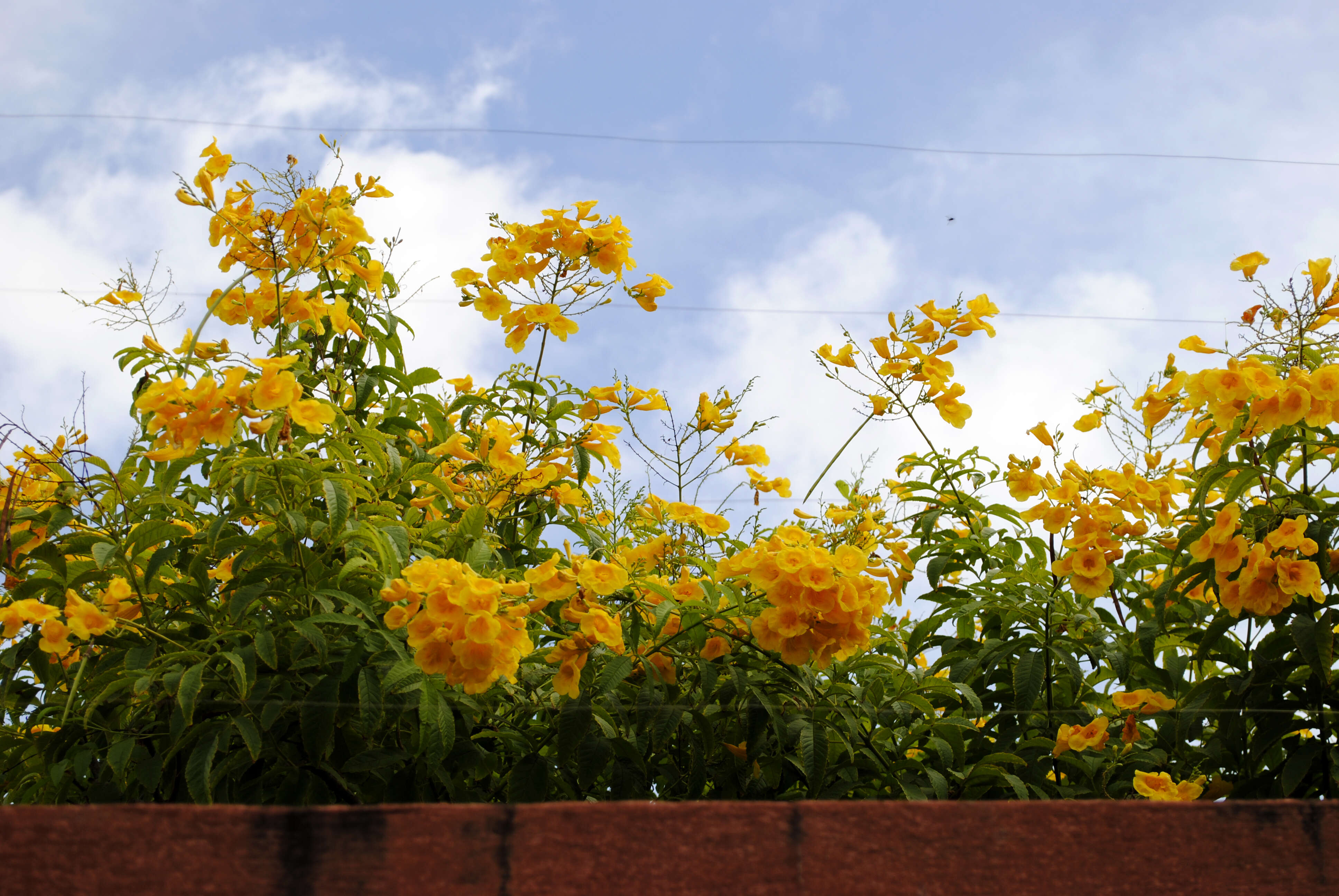 Image of Yellow bells