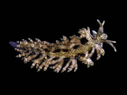 Image of Eubranchus vittatus