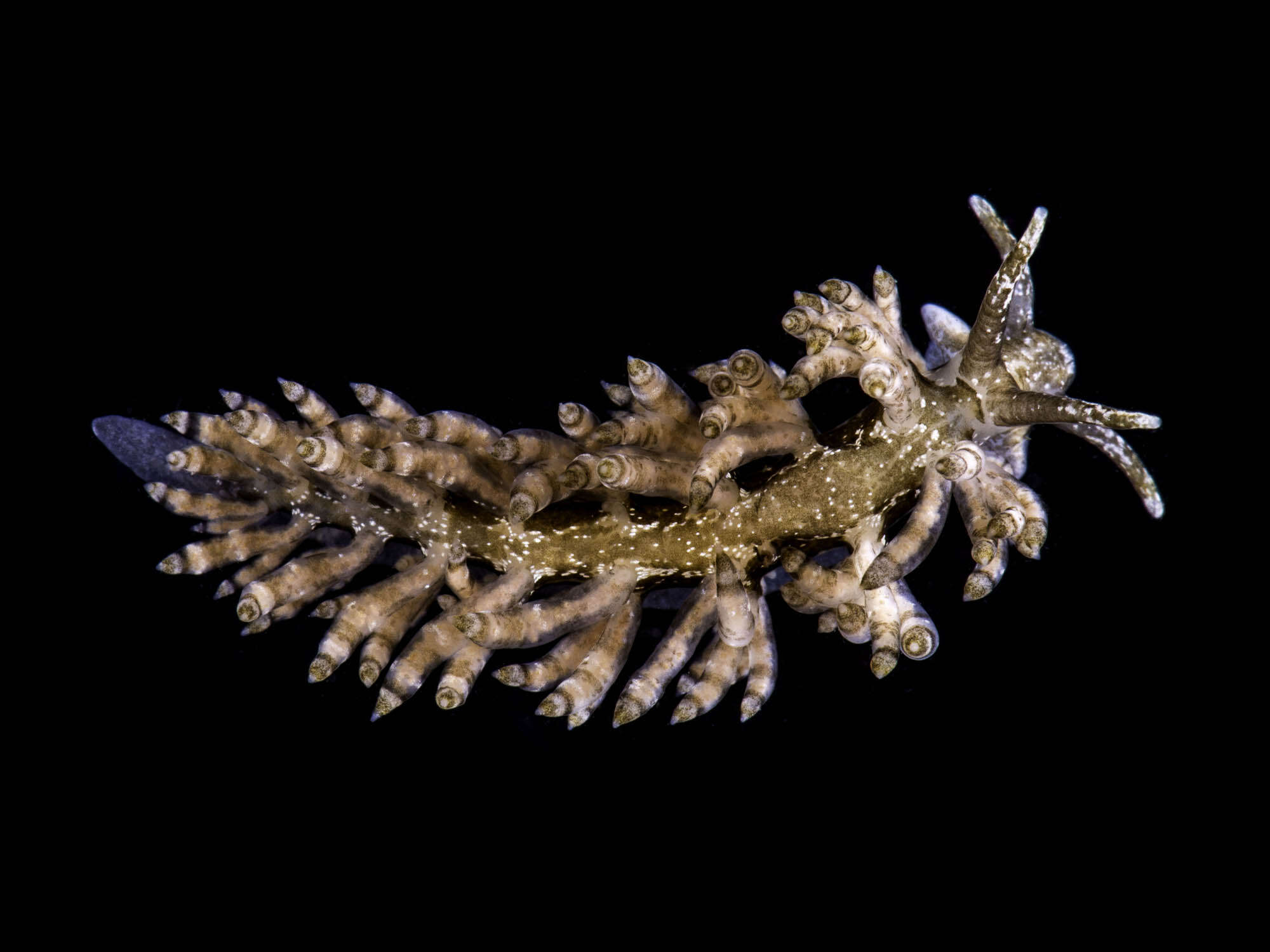 Image of Eubranchus vittatus