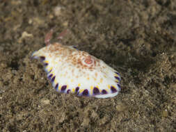 Image of Pale gold and purple slug