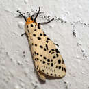 Image of Spilosoma multiguttata Walker 1855