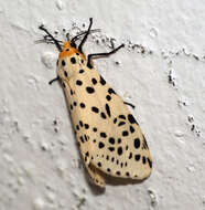 Spilosoma multiguttata Walker 1855 resmi