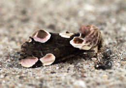 Image of peach blossom