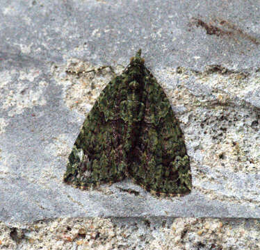 Image of red-green carpet