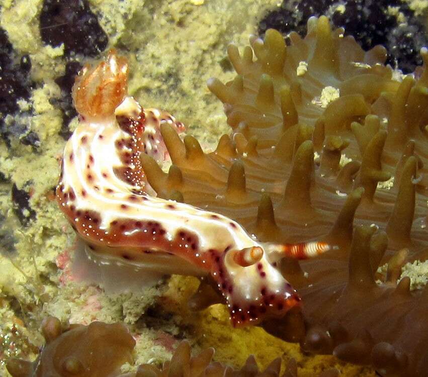 Image of Hypselodoris maculosa (Pease 1871)