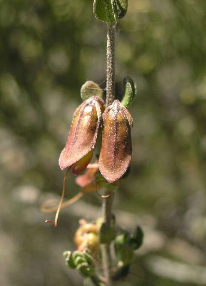 Prostanthera calycina F. Muell. ex Benth. resmi