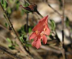 Prostanthera calycina F. Muell. ex Benth. resmi