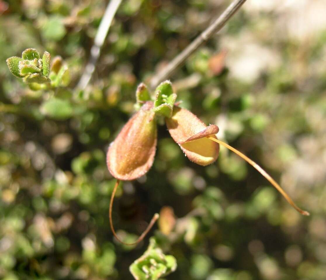 Prostanthera calycina F. Muell. ex Benth. resmi