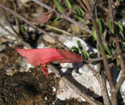 Prostanthera calycina F. Muell. ex Benth. resmi