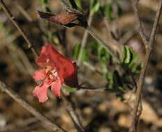 Prostanthera calycina F. Muell. ex Benth. resmi