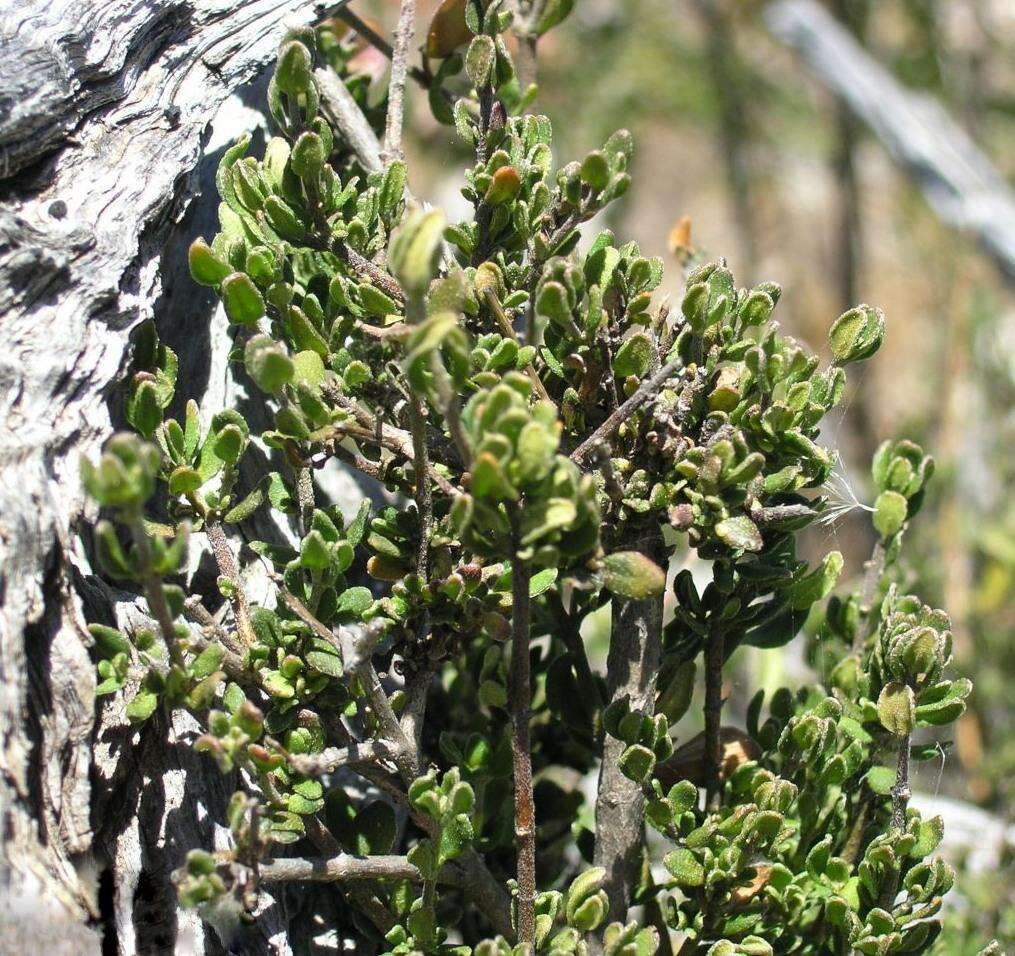 Prostanthera calycina F. Muell. ex Benth. resmi