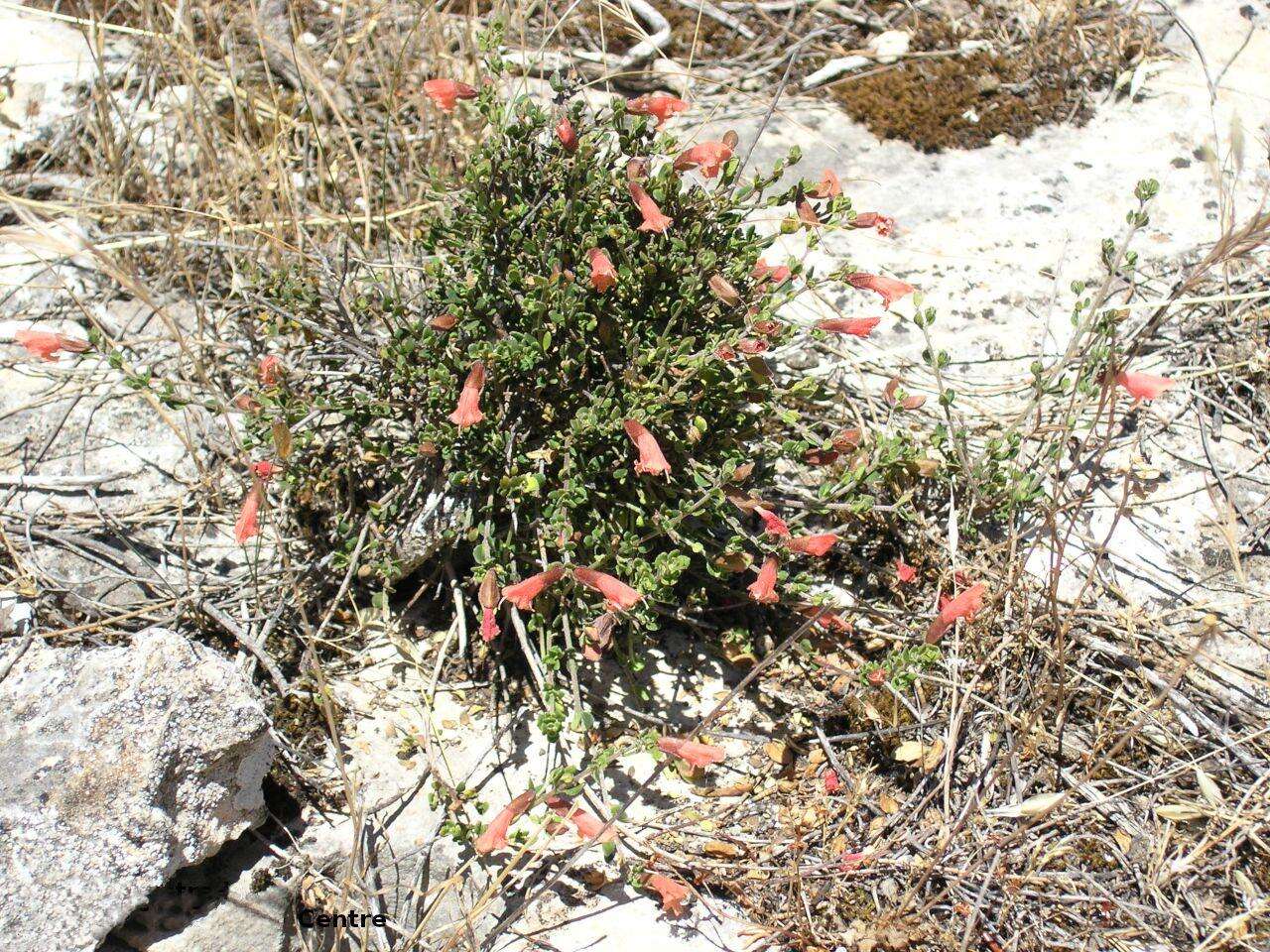 Prostanthera calycina F. Muell. ex Benth. resmi