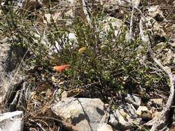 Prostanthera calycina F. Muell. ex Benth. resmi