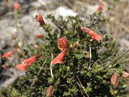 Prostanthera calycina F. Muell. ex Benth. resmi