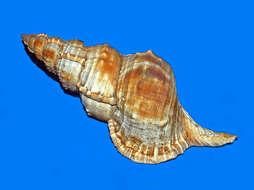 Image of giant frogsnail