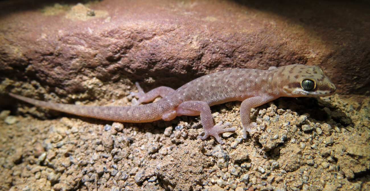 Image of Pointed Thick-toed Gecko
