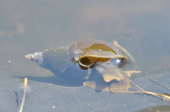 Image of Pond Snails