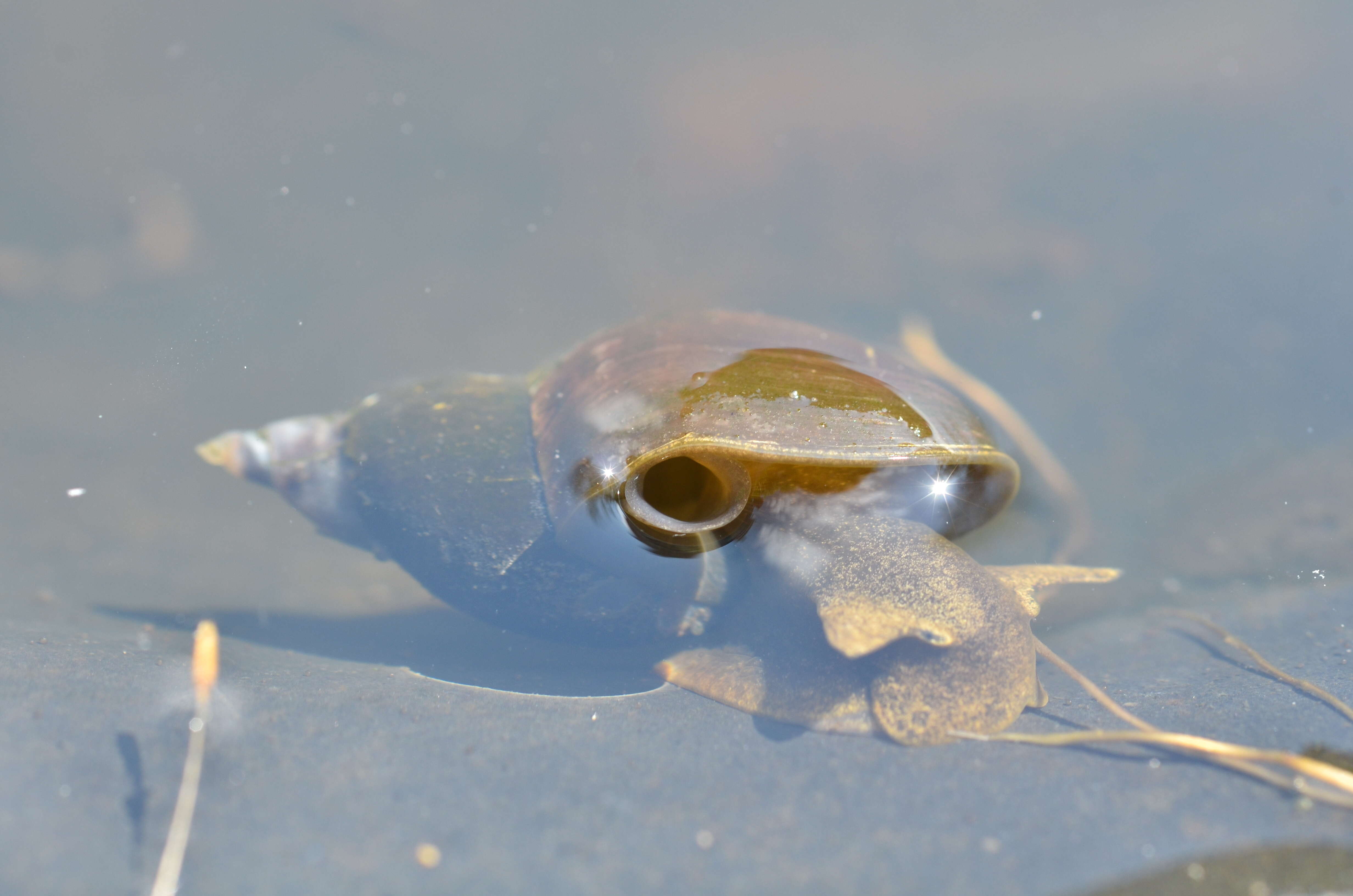 Image of Pond Snails
