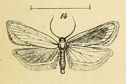 Image of Eurodachtha flavissimella Mann 1862
