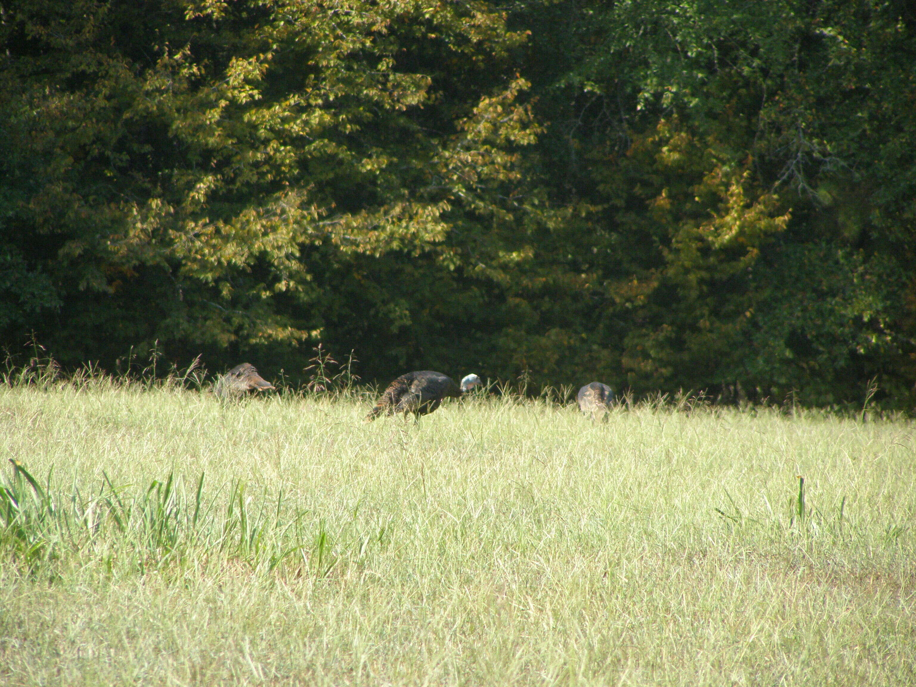 Imagem de Meleagris gallopavo Linnaeus 1758