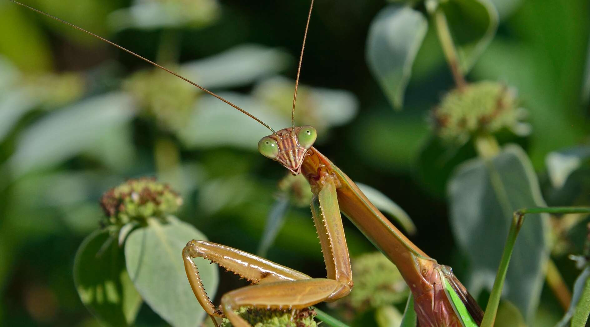 Image of Chinese mantis