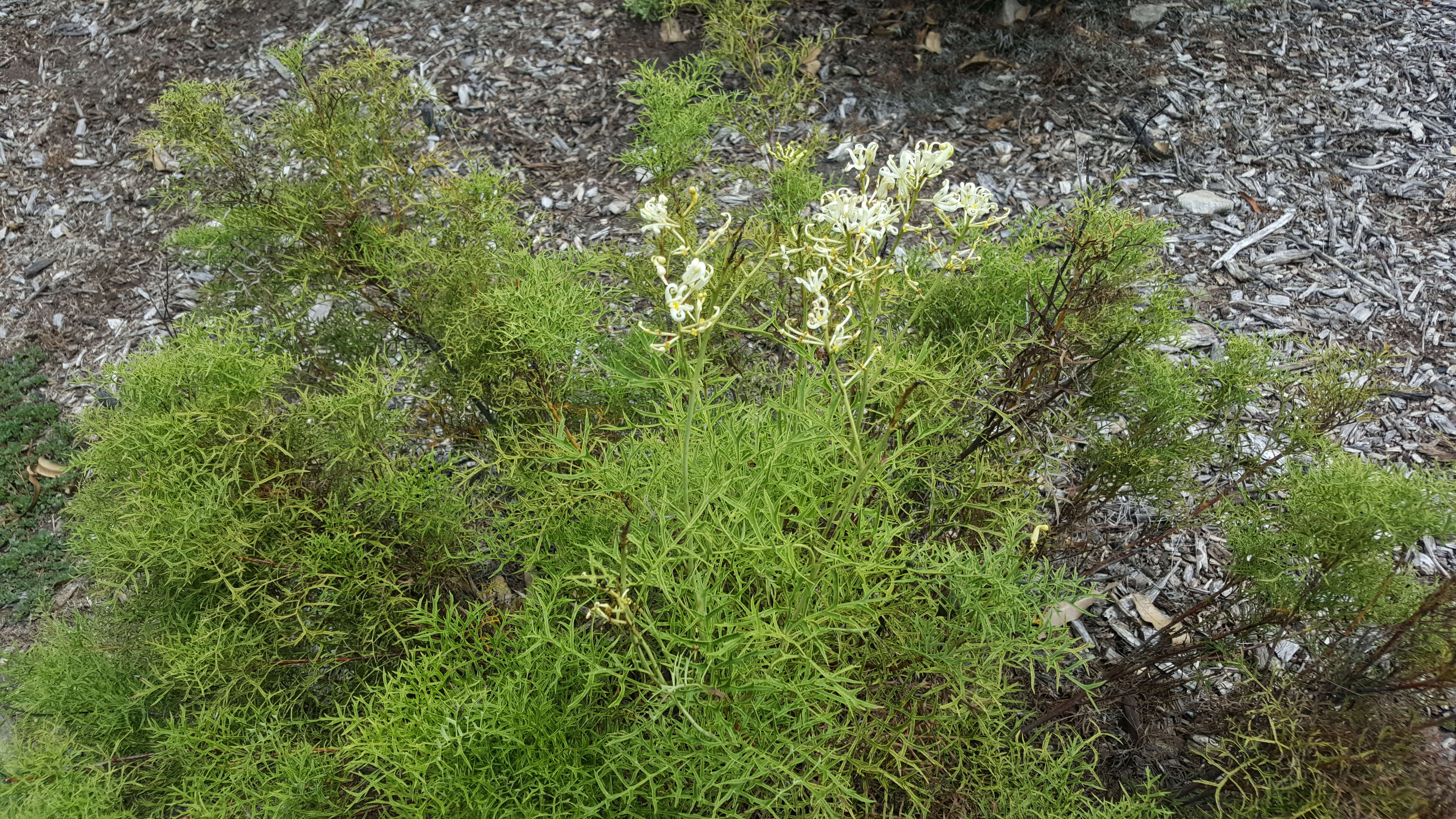 Image of Lomatia silaifolia (Sm.) R. Br.