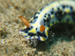 Image of Red gilled yellow spotted green slug