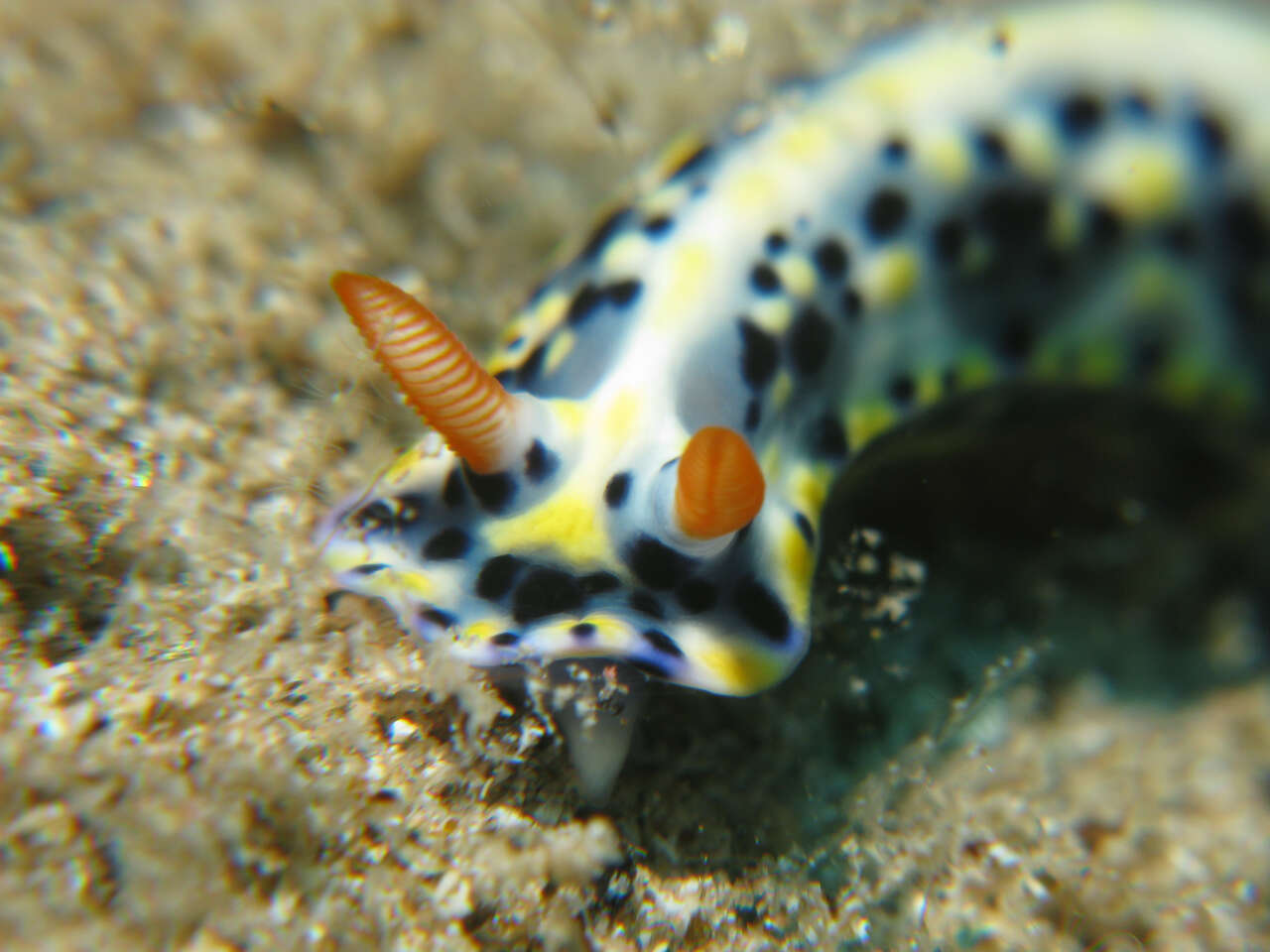 Image of Red gilled yellow spotted green slug