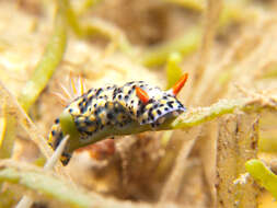 Image of Red gilled yellow spotted green slug