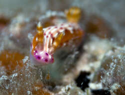 Image of Hypselodoris maculosa (Pease 1871)