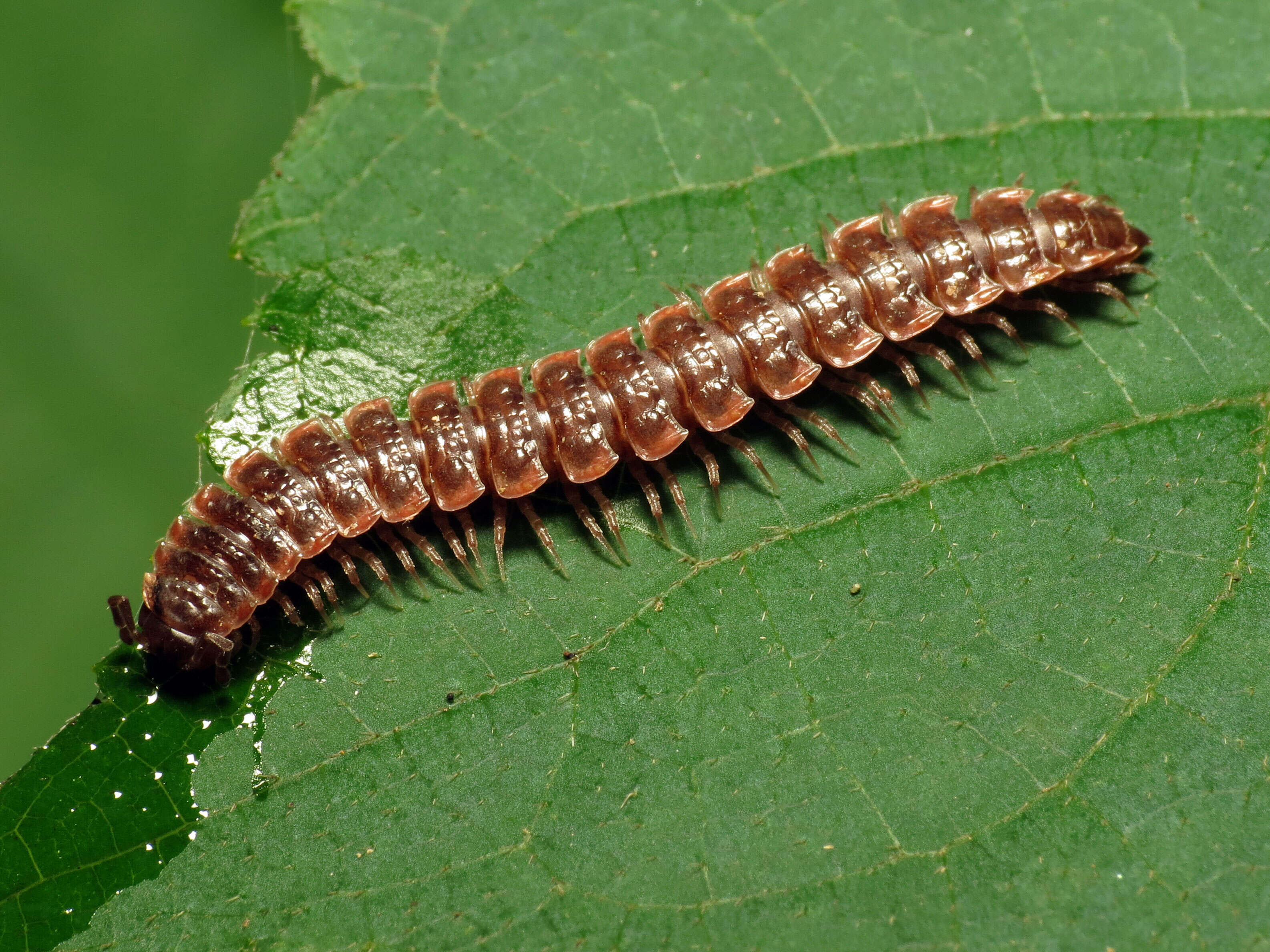 Image of Pseudopolydesmus