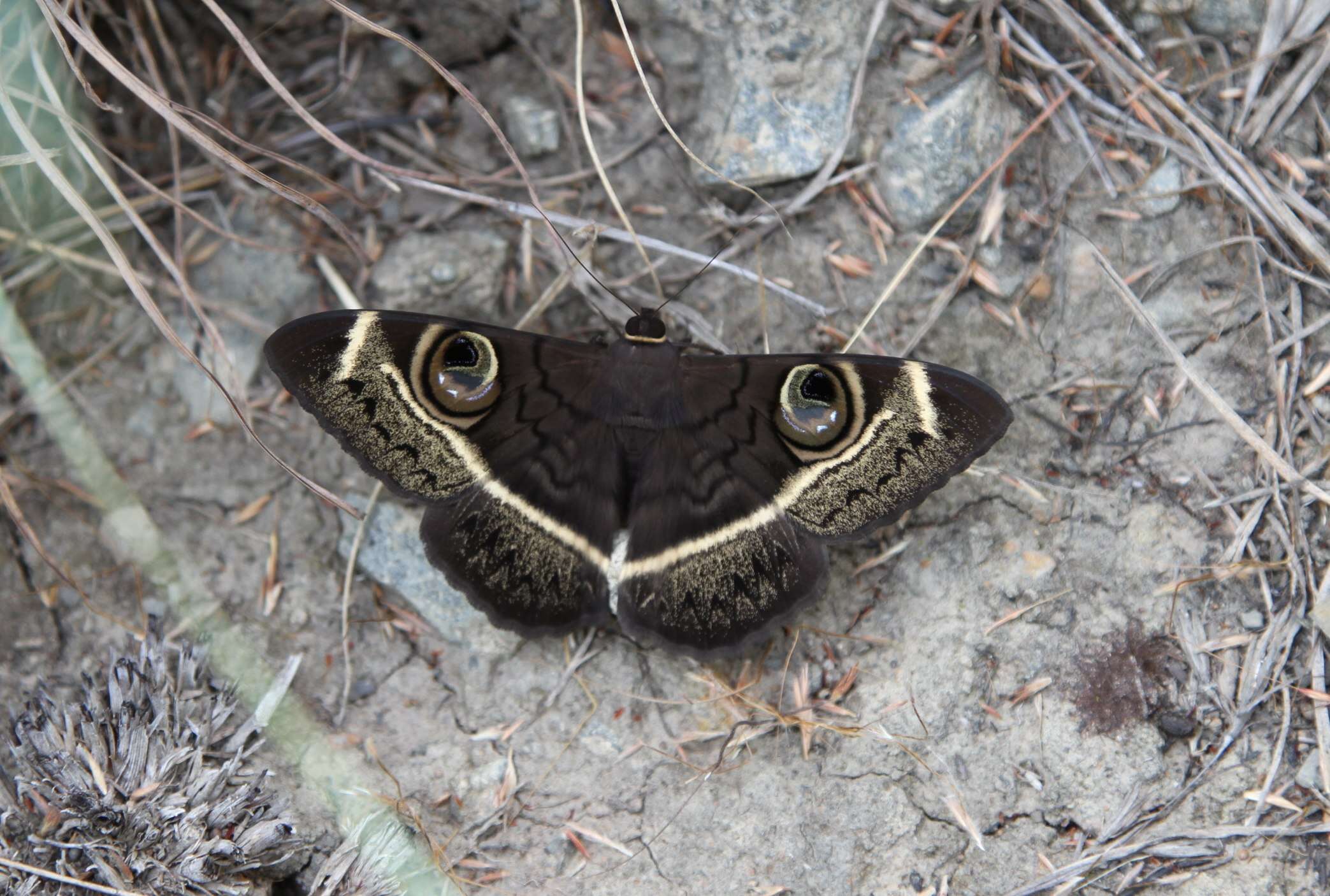 Image of Cyligramma latona Cramer 1779