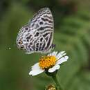 Image of Leptotes brevidentatus (Tite 1958)