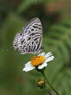 Image of Leptotes brevidentatus (Tite 1958)