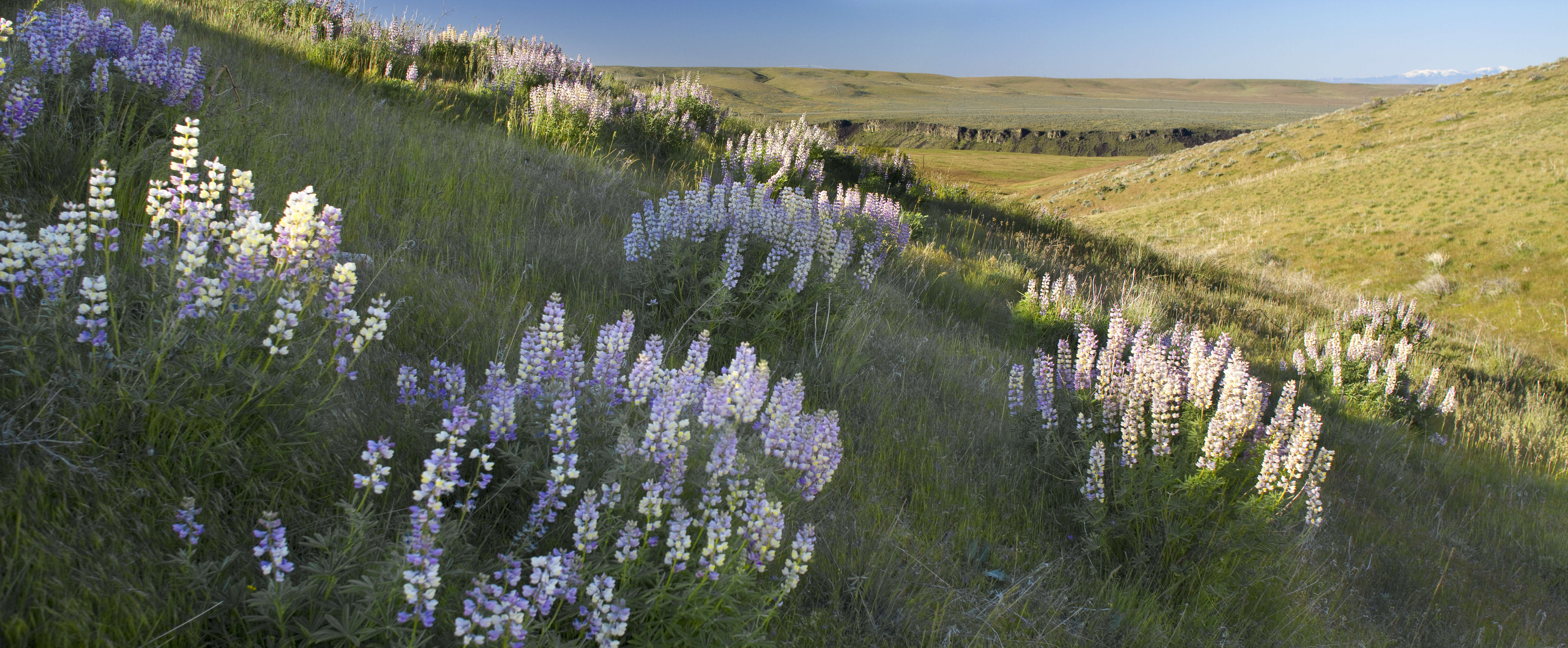 Imagem de Lupinus arbustus Lindl.