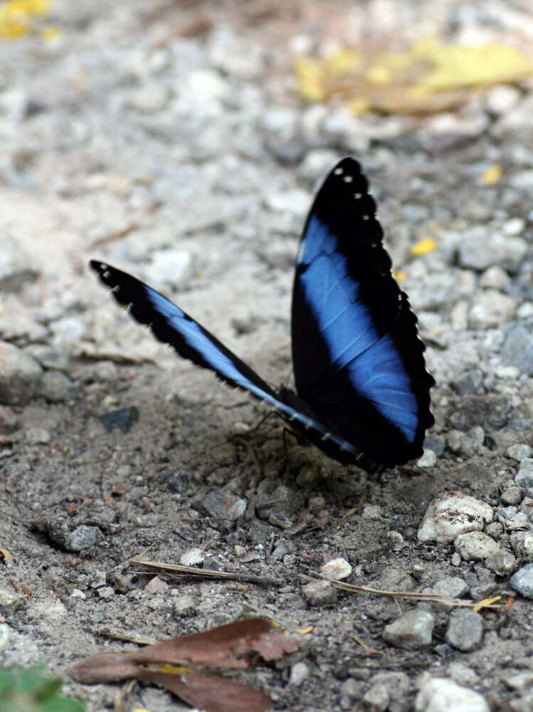 Image of Blue-banded Morpho Butterfly