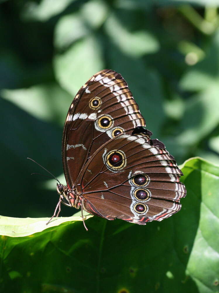 Image of Blue-banded Morpho Butterfly